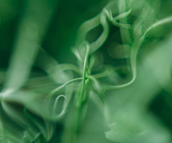 Green abstract patterns showing growth and stability